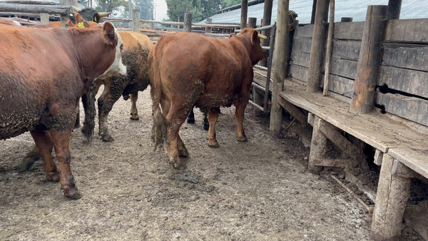 Lote 45 Novillo Gordo en Coihueco,  XVI Región Ñuble
