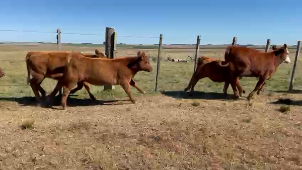Lote 25 Terneras