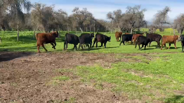 Lote 32 Vaquilla Engorda en San Pedro, Región Metropolitana
