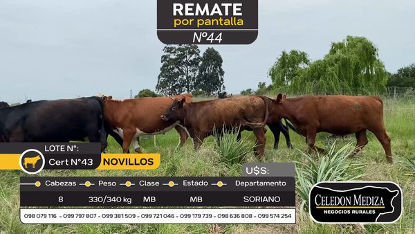 Lote 8 Novillos en Santa Catalina , Soriano