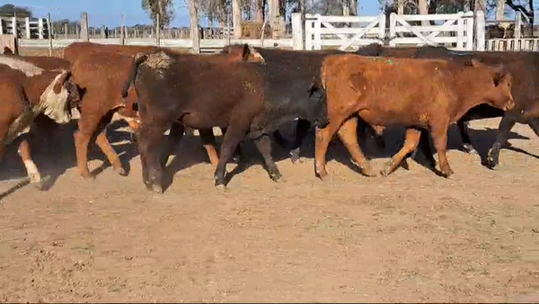 Lote 50 Terneros Hereford, Braford y sus cruzas en Ataliva, Santa Fe