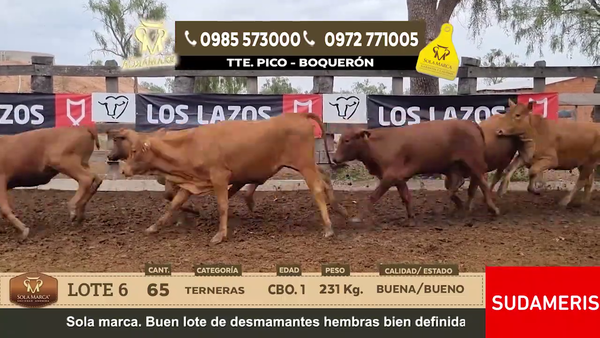 Lote Lote 6