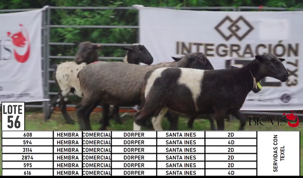 Lote LOTE 56