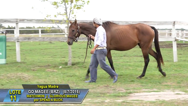 Lote Go Magee