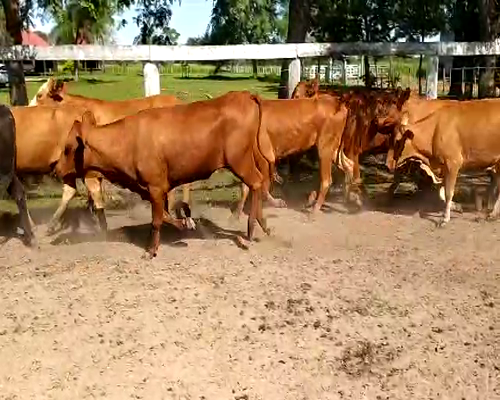 Lote 40 Vaquillonas en Pdcia. de La Plaza, Chaco