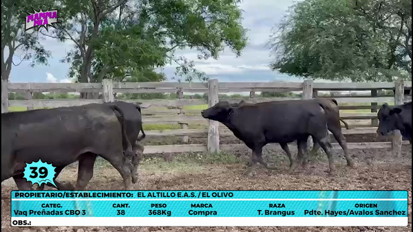 Lote LOTE 39