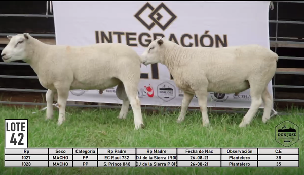 Lote LOTE 42