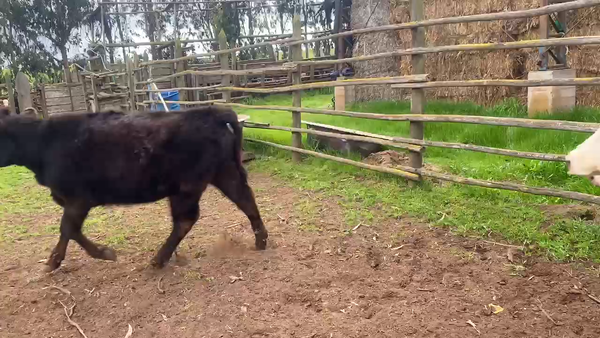 Lote 30 Ternera en Casablanca, V  Región Valparaíso