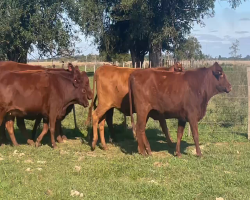 Lote 12 Vaquillonas preñadas en Santo Tomé, Corrientes
