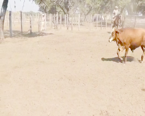 Lote 70 Novillitos en Gancedo, Chaco