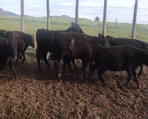 Lote 42 Terneros/as en Coronel Suarez, Buenos Aires