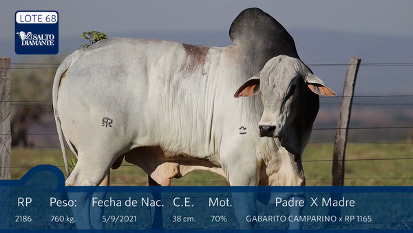 Lote LOTE 68