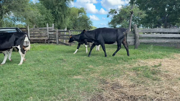 Lote TERNERAS