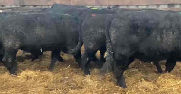 Lote 25 Novillo Gordo en Río Bueno, XIV Región Los Ríos