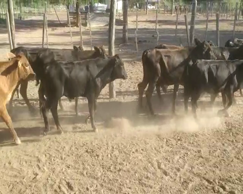 Lote 25 Terneros/as en Capital, Santiago del Estero