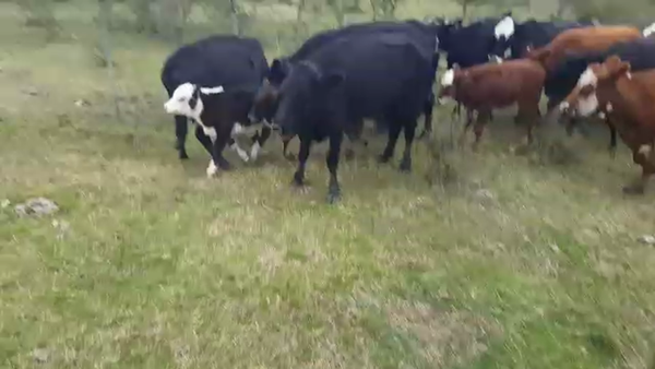 Lote 30 Vacas nuevas C/ cria en San José de Feliciano, Entre Ríos