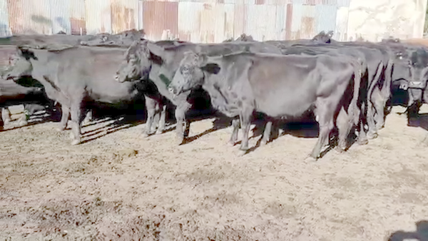 Lote 40 Vacas de invernar en Villaguay, Entre Ríos