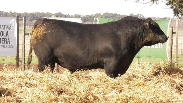 Lote TOROS PUROS POR CRUZA