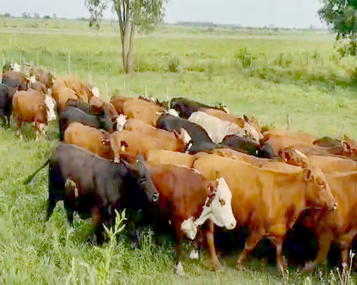Lote 62 Vacas en Empedrado, Corrientes