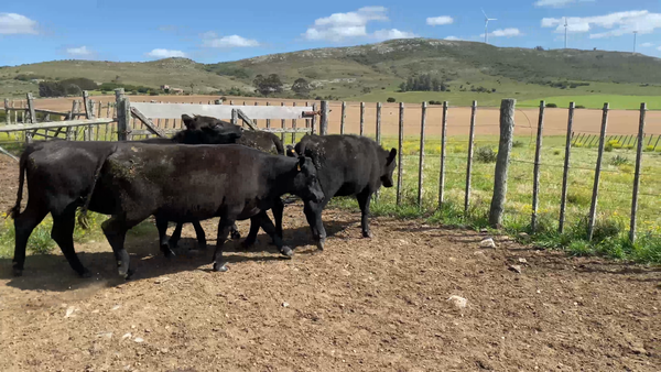 Lote 31 Vaquillonas preñadas en Sierra de los Caracoles, Maldonado