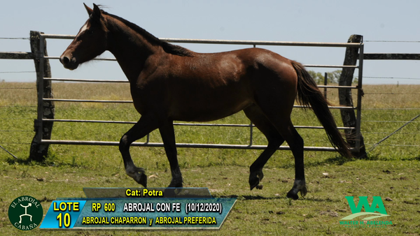 Lote ABROJAL CON FE