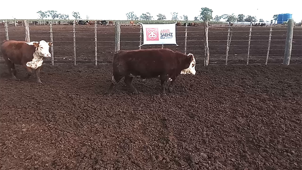 Lote 45 NOVILLITOS