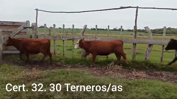 Lote TERNEROS Y TERNERAS