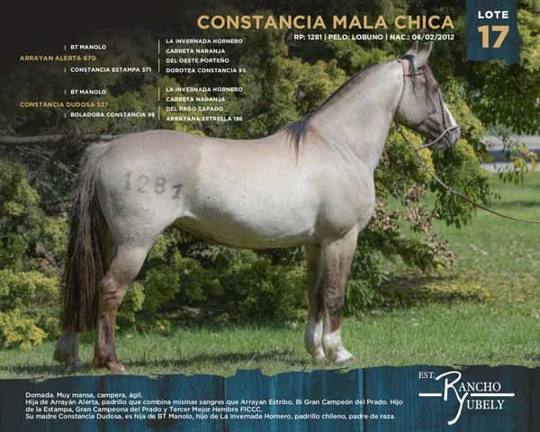Lote Constancia Mala Chica