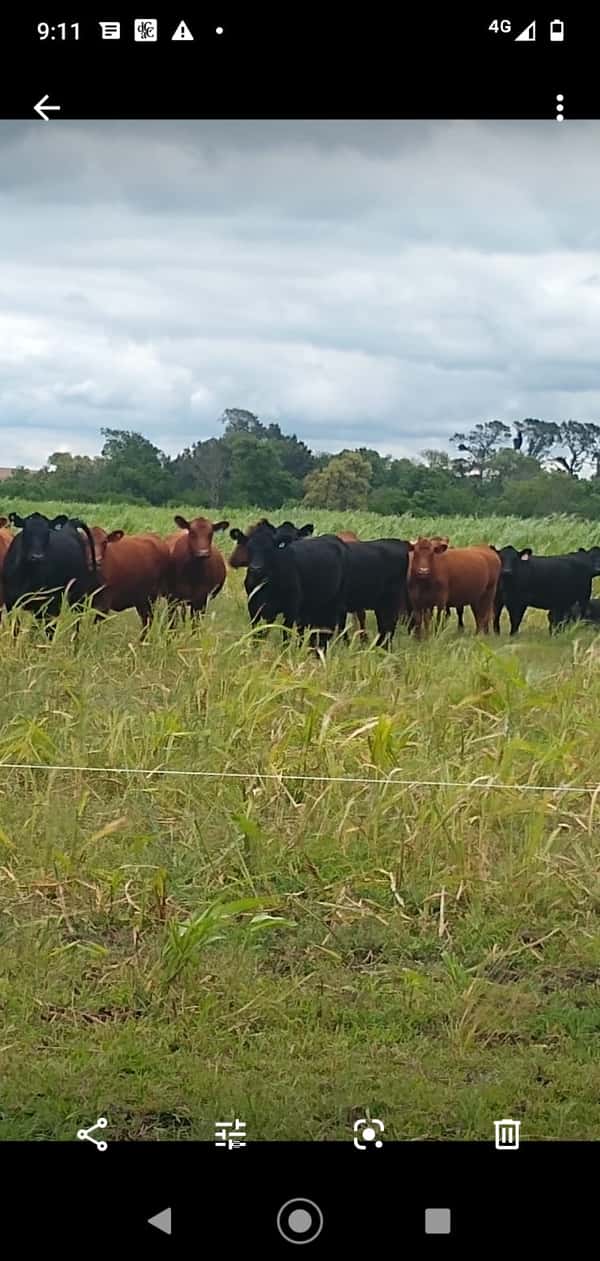 Lote 40 Vaquillonas C/ gtia de preñez en Perdices, Entre Ríos