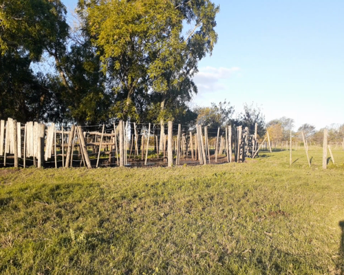 Lote ELECCION DE 185 VAQUILLONAS C.G.P. ANGUS (200 NEGRAS; 70 COLORADAS) DE UN LOTE DE 270 CABEZAS , en Lujan, PBA.-