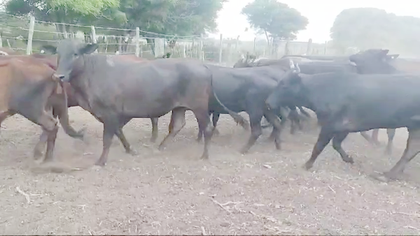 Lote 54 Vacas de invernar en Quimilí, Santiago del Estero