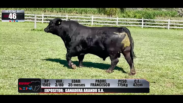 Lote Brangus a Campo Expo 2022 - Lote 46