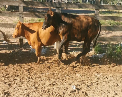 Lote Vaquillas