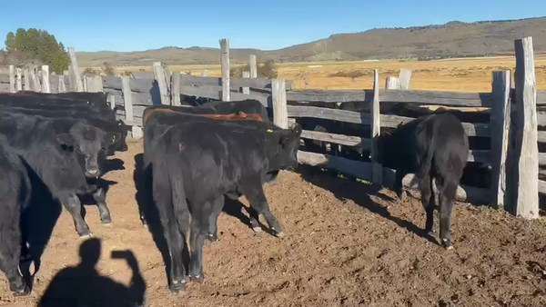 Lote 37 Ternero en Coyhaiqeu, XI Región Aysén