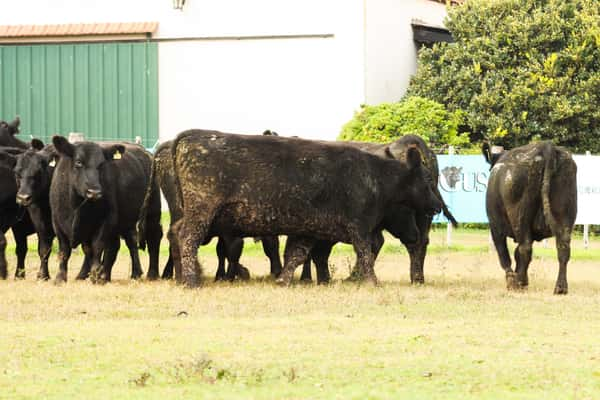 Lote CABAÑA COEMBOTÁ: 10 VACAS PC PREÑADAS