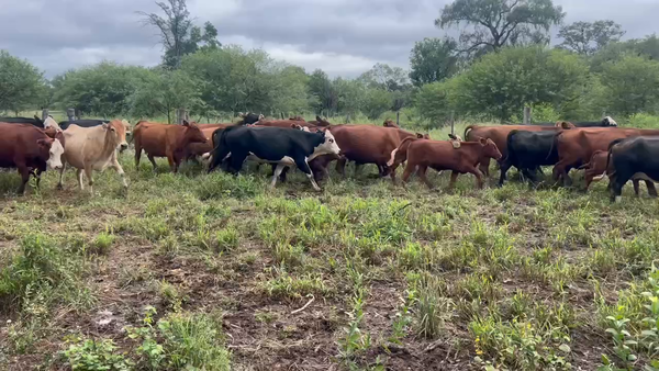 Lote 43 Vacas medio uso C/ gtia de preñez en Juan José Castelli, Chaco