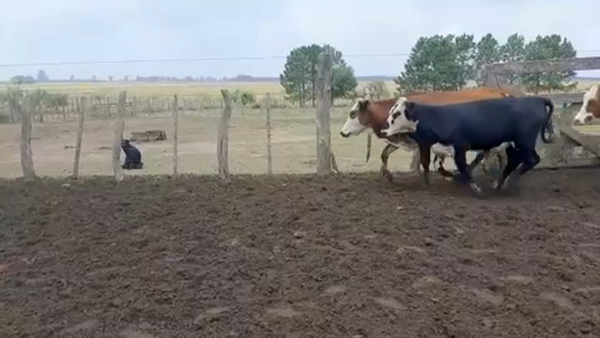 Lote 100 Novillos en Santo Tomé, Corrientes