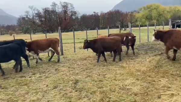 Lote 28 Ternera en Cochrane, XI Región Aysén