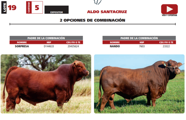 Lote LOTE 19