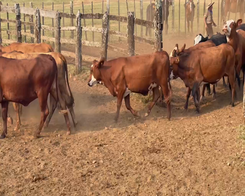 Lote 140 Vaquillonas en Ituzaingó, Corrientes