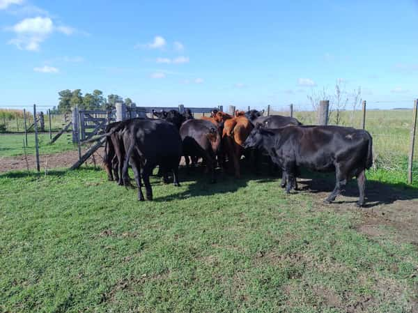 Lote 11 Vacas usadas preñadas