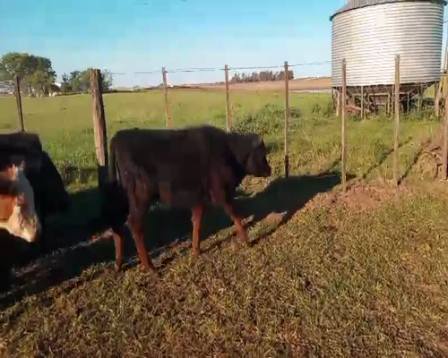 Lote 56 Terneros/as en Salazar, Buenos Aires