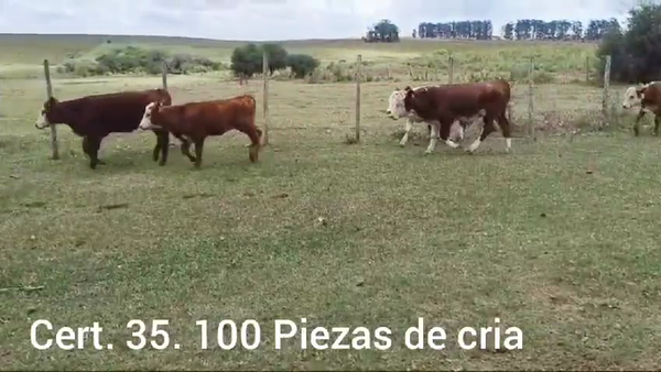 Lote PIEZAS DE CRIA