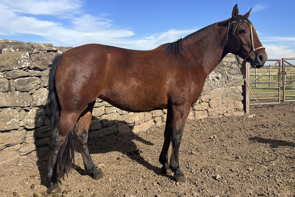 Lote PIMIENTA PERY