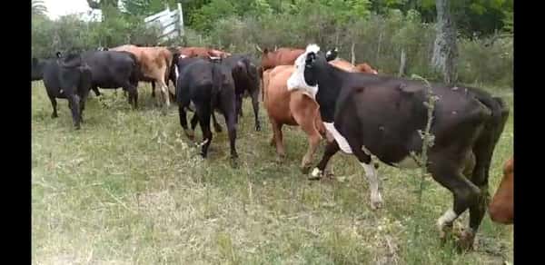 Lote 30 Vacas de invernar en Entre Ríos, Rosario del Tala