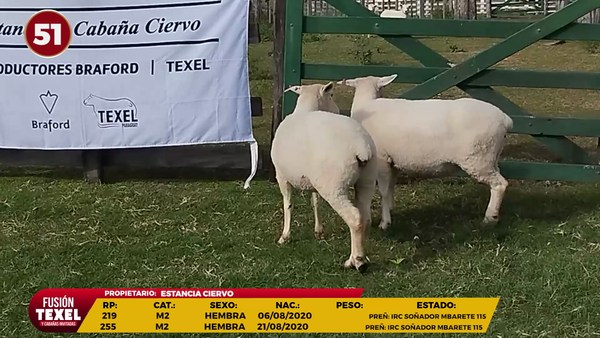 Lote LOTE 51