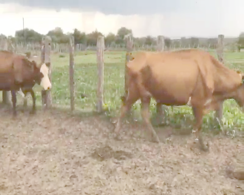 Lote 74 Vacas de invernar en Villaguay, Entre Ríos