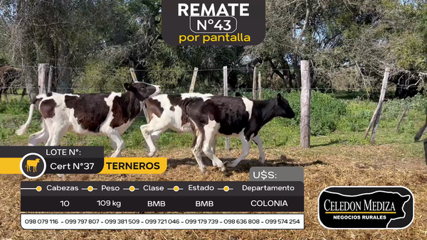 Lote 10 Terneros en Artilleros, Colonia