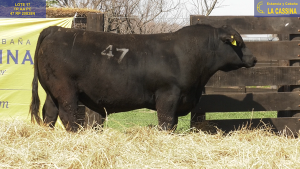 Lote TOROS ANGUS PURO CONTROLADO