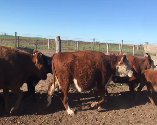 Lote 24 Vacas medio uso en Espartillar, Buenos Aires